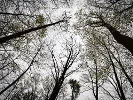 Leiche in Wald bei Göttingen: 15-Jährige tot aufgefunden - Polizei nimmt Frau fest