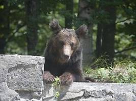 Leiche mit Bisswunden gefunden: Tourist in den Karpaten von Bären getötet