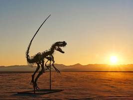 Dinosaurier: „Wenn wir einen ganzen Schädel finden, gibt’s Champagner“