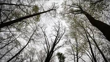 Leiche im Wald: 23-jährige Tatverdächtige verhaftet