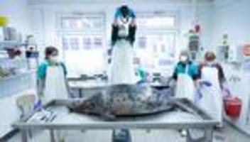 Todesursache weiter ungeklärt: Robbensterben im Herbst - Meeresmuseum seziert noch immer