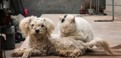 Leben mit Tieren: Hunde und Katzen fördern die geistige Gesundheit im Alter