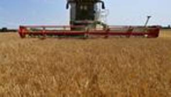 Landwirtschaft: Getreideernte läuft und bringt positive Überraschung