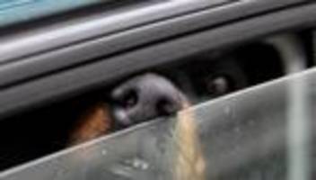 Vorfall in Reichenau: Besitzerin verletzt sich bei Rettung von eingesperrtem Hund