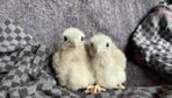 tiere: hitze hat wildvögeln zugesetzt - tierklinik am limit