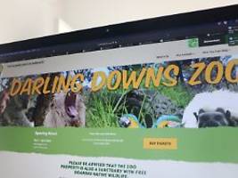 Schockszene in australischem Zoo: Löwe beißt Frau - Arm nicht zu retten