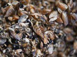 Spezieller Fisch könnte helfen: Was kann die Muschel-Invasion am Bodensee noch stoppen?