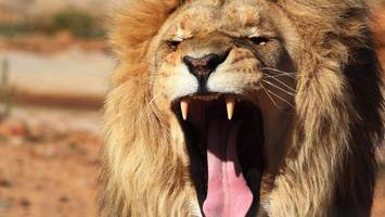 Frau verliert bei Löwenangriff in australischem Zoo einen Arm