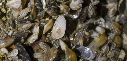 Bodensee: Invasion der Quagga-Muschel