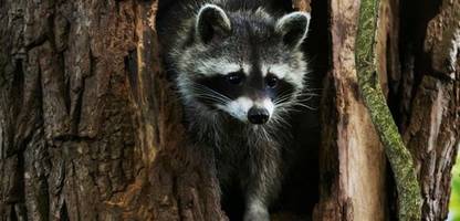 Invasive Tierarten in Deutschland: Flauschig, hungrig, bedrohlich