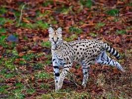 Sie kann sich verteidigen: Wildkatze ausgebüxt - Stadt in Schleswig-Holstein warnt