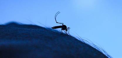chikungunya: baden-württemberg befürchtet fälle der virus-infektion