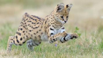 Die Stadt Reinbek warnt: Wildkatze ausgebrochen