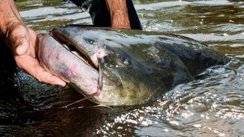 Toter Wels aus Bayern: So soll der riesige Fisch wirklich gestorben sein