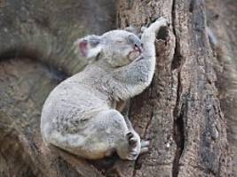 Studie zeigt gefährliche Minuten: Warum die meisten Koalas am Boden sterben