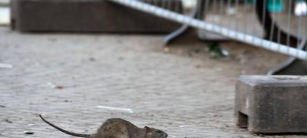 Innenstadt von Kulmbach laut Berichten von Rattenplage betroffen