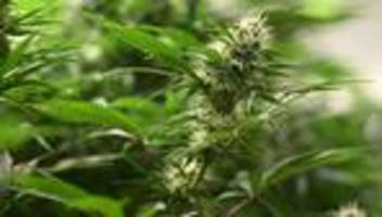 weitere ermittlungen: haftbefehl nach fund von cannabis-plantage