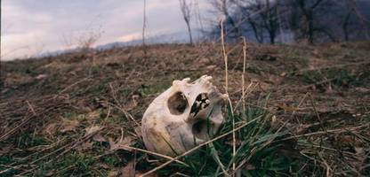 Massaker von Srebrenica vor 30 Jahren: In Gruppen wurden sie hinausgeführt. Dann: Gewehrsalven. Stille.