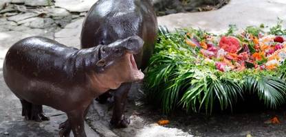 Miniflusspferd Moo Deng in Thailand wird ein Jahr alt: Happy Birthday to Moo