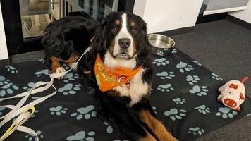 bürohunde: was sie mit hund im büro beachten sollten
