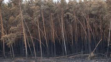 Waldbrände in Deutschland: Experte über die Ursachen