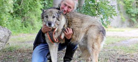 „in russland wäre stescha längst tot“: diese augsburgerin rettete tausende verwahrloste hunde