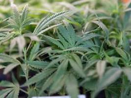 Sorge vor Missbrauch: Warken plant strengere Regeln für Abgabe von Medizin-Cannabis