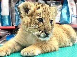 Vater Löwe, Mutter Tiger: Hybrid-Tier Liger in Privatzoo geboren