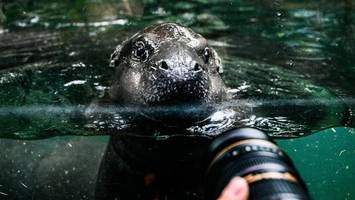 Hippo Toni verlässt Berlin – bis wann ein Besuch noch möglich ist