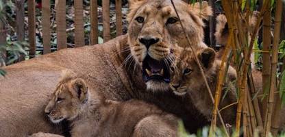 Kölner Zoo: Löwenbabys »nach sorgfältigen Abwägungen« eingeschläfert