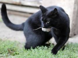 Bereits zum zweiten Mal: Katze hilft Forscher bei Entdeckung eines neuen Virus