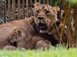 Von Mutter nicht angenommen: Darum schläferte der Kölner Zoo zwei Löwenjungen ein