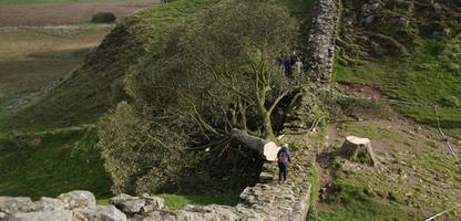 Fäller des »Robin Hood«-Baums zu mehr als vier Jahren Haft verurteilt