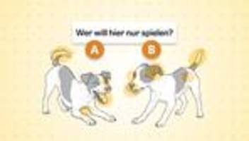 Körpersprache von Hunden: Wie gut verstehen Sie Hunde?