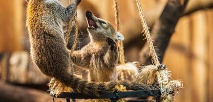 hessen: opel-zoo präsentiert drei junge weißrüssel-nasenbären
