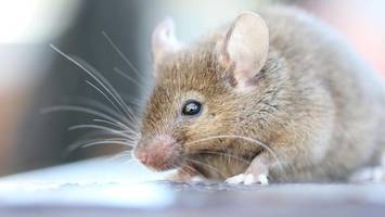 Flughafen Hamburg bekämpft Mäuse und Ratten – so ist die Lage