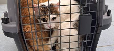 zwei kater ohne futter und wasser im spickel ausgesetzt  