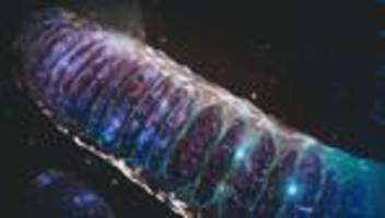Mitochondrien-Ersatztherapie: Ein kleines Wunder der Fortpflanzungsmedizin