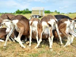 Tierschutzskandal: Immer mehr vermisste Ziegen am Ammersee
