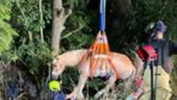 knöcheltief im wasser: feuerwehr rettet pferd aus bachlauf
