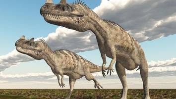 dinosaurierfossil versteigert – „wer hat schon so viel geld?“