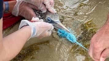 Dramatische Rettung vor Sylt: Basstölpel steckt in Todesfalle