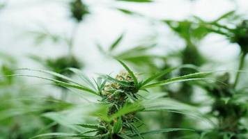 Rausch auf Rezept: Plus 460 Prozent – was hinter dem Cannabis-Importboom steckt
