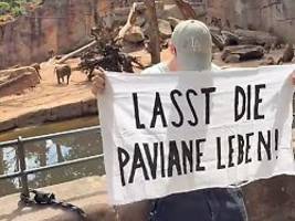 Affen sollen getötet werden: Tierschützer ketten sich an Zoogehege fest