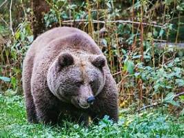 trotz umzug in den schwarzwald: kein happy end für problembärin gaia