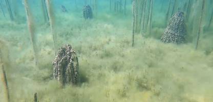 Unterwasserarchälogie in Albanien: Die Siedler vom Ohridsee