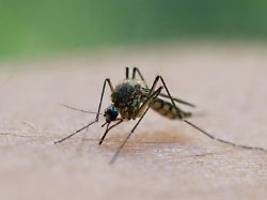 Sechs Fälle nahe Rom: 82-Jährige stirbt in Italien an West-Nil-Virus