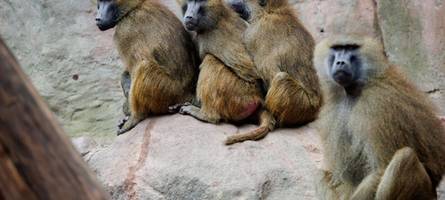 Tiergarten Nürnberg plant Tötung von Pavianen – Aktivisten ketten sich am Gehege fest