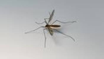 Weltgesundheitsorganisation: WHO warnt vor weltweiter Ausbreitung des Chikungunya-Virus