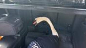 wörth am rhein: schwan im gleis - happy end im streifenwagen